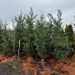 Bare Roots Nursery