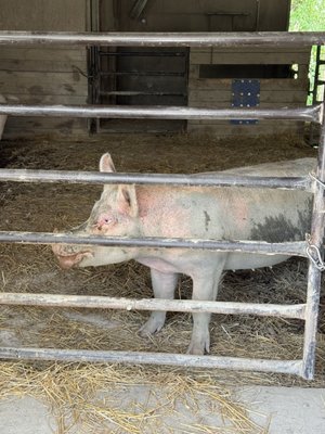 Farm Sanctuary by null