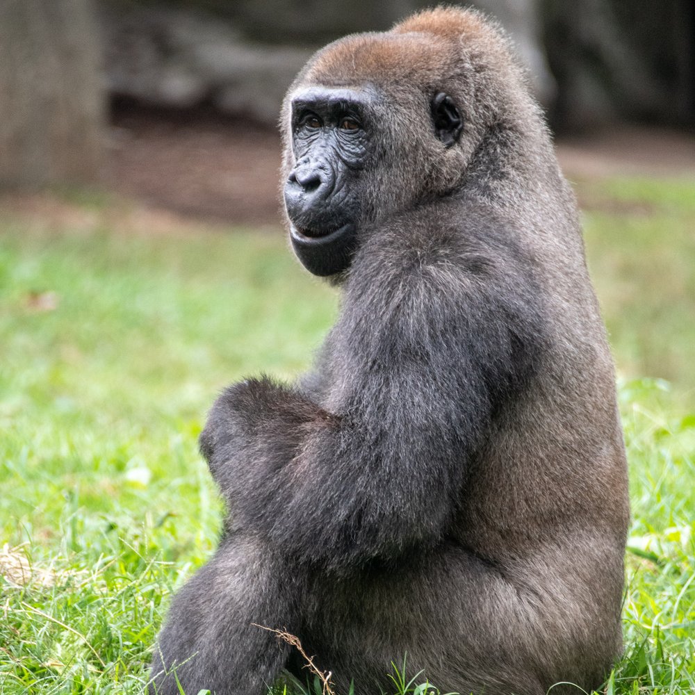 THE NORTH CAROLINA ZOO 1342 Photos & 277 Reviews 4401 Zoo Pkwy