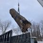 Photo of Steve's Tree Services