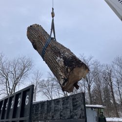 Steve's Tree Services - Loading massive logs