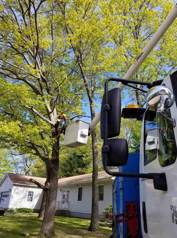 Vermont Arbor Scapes - tree service in Williston, VT