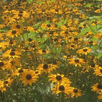 Greensboro Arboretum - Black eyed Susan planting - Botanical Gardens Near Me - Greensboro, North Carolina Greensboro Arboretum - Black eyed Susan planting - Botanical Gardens Near Me - Greensboro, North Carolina