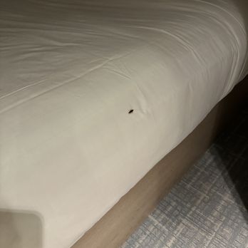 Allegria Hotel - Roach on bed - Hotels Near Me - Long Beach, New York Allegria Hotel - Roach on bed - Hotels Near Me - Long Beach, New York
