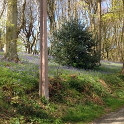 Bois de Cise d'Ault