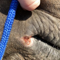 Sheely Show Horses - Ulcerated lip injury from Courtney Sheely