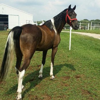 Vicki Rhaesa Horsemanship - Student's foxtrotter "Spartan" - Horseback Riding Near Me - Spring Hill, Kansas Vicki Rhaesa Horsemanship - Student's foxtrotter "Spartan" - Horseback Riding Near Me - Spring Hill, Kansas