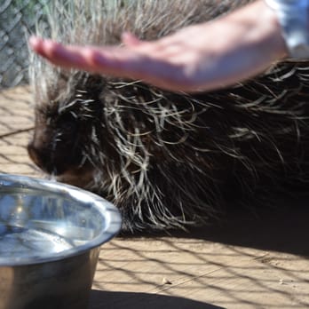 Wild Wonders - Porcupine - Zoos Near Me - Bonsall, California Wild Wonders - Porcupine - Zoos Near Me - Bonsall, California