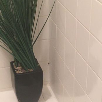 The Touchstone Hotel - Fake plant, - with the cockroach. - Hotels Near Me - San Francisco, California The Touchstone Hotel - Fake plant, - with the cockroach. - Hotels Near Me - San Francisco, California