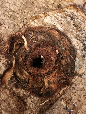 Bill's Sewer Service Logo