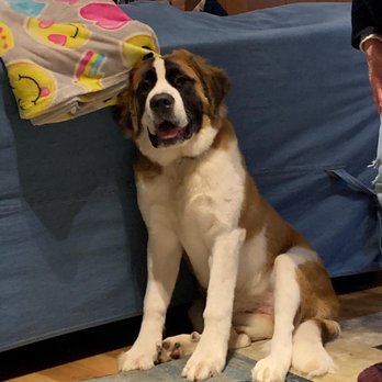 Rochester NY Dogs - Hazel @ 6 months old - Pet Training Near Me - Pittsford, New York Rochester NY Dogs - Hazel @ 6 months old - Pet Training Near Me - Pittsford, New York