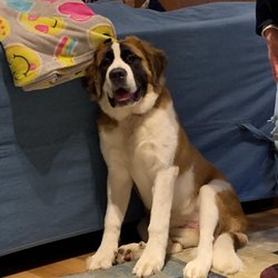 Rochester NY Dogs - Hazel @ 6 months old