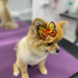 Super Scissors Mobile Dog Grooming - All the pups get accessories bedazzles ,bows ,bandannas .....whatever your heart desire's
