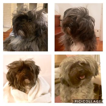 Get Your Groom On - This is my dog with bangs in tact as god intended - Pet Groomers Near Me - Melbourne Beach, Florida Get Your Groom On - This is my dog with bangs in tact as god intended - Pet Groomers Near Me - Melbourne Beach, Florida