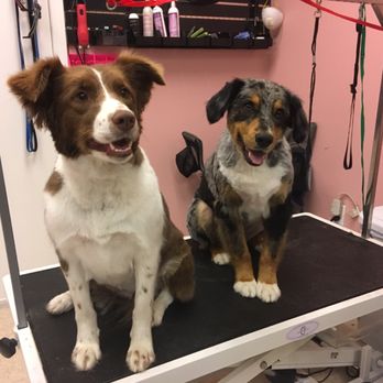 Barks & Bubbles - Groom by Renee - Pet Groomers Near Me