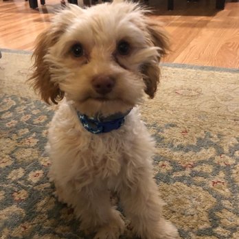 Havanese Haven - Pet Breeders Near Me - Marshfield, Missouri