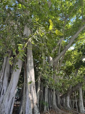 Edison & Ford Winter Estates by null