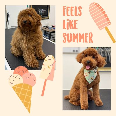 Houston's Fuzzy Tails Grooming Salon