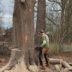 Paragon Tree Expert
