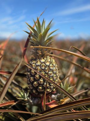 Maui Pineapple Tour by null