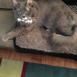 Shaved cat Shaved cat