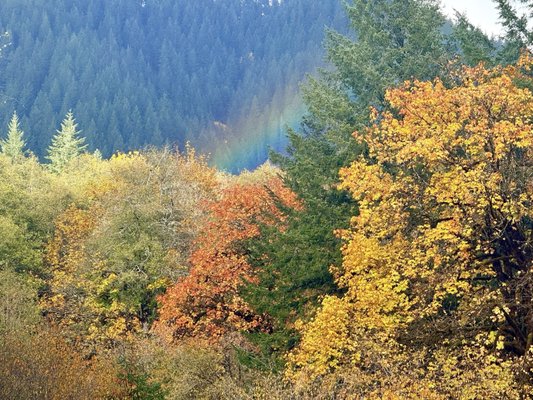 Tillamook Forest Center by null