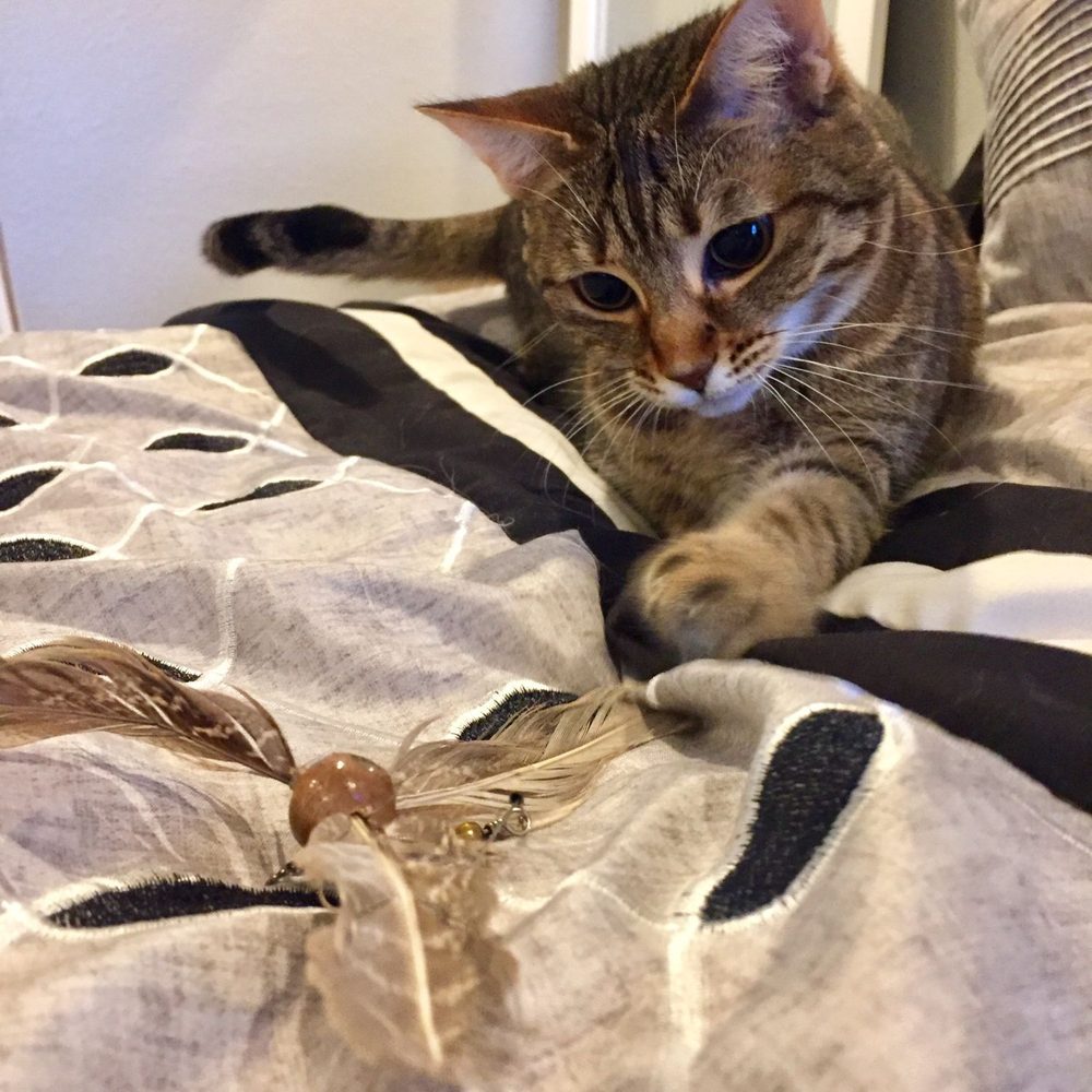 Happy Austin Pets - Pet Sitting Near Me
