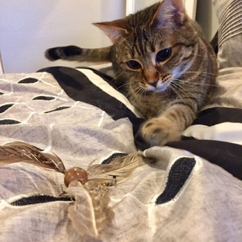 Happy Austin Pets - Pet Sitting Near Me