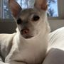 Photo of Healthy Pets Animal Hospital