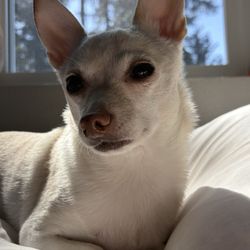 Healthy Pets Animal Hospital - Romeo