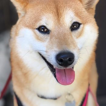 L.A. Doggers Dog Walking Service - L.A. Doggers LOVES our client, Lola! - Dog Walkers Near Me L.A. Doggers Dog Walking Service - L.A. Doggers LOVES our client, Lola! - Dog Walkers Near Me