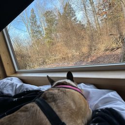 Love that you're able to bring a dog Love that you're able to bring a dog