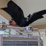 Birdmans Parrots