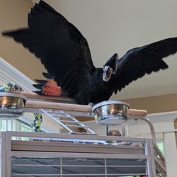 Birdmans Parrots - My healthy Red Tail Black Cacatoo delivered safely and in time as promised by Birdmans Parrots!