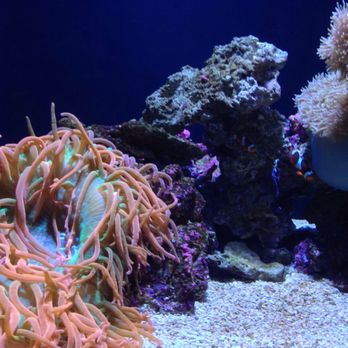 Seattle Aquarium - super duper great - Aquariums Near Me - Seattle, Washington Seattle Aquarium - super duper great - Aquariums Near Me - Seattle, Washington