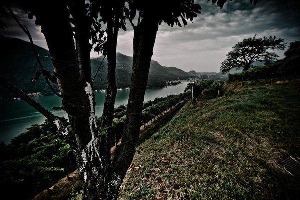 Tenuta Castello di Morcote by null