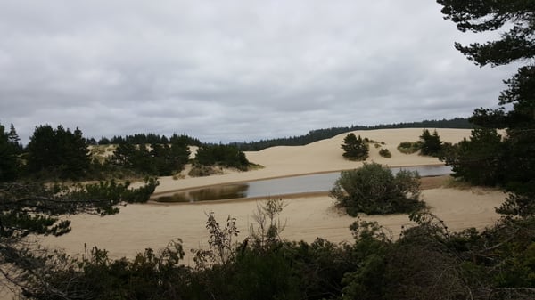 spinreel dune buggy rentals reviews