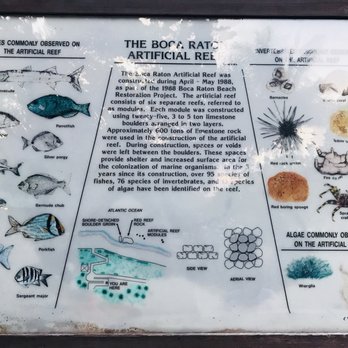 Red Reef Park - We spotted big schools of fish as well as the sergeant major fish - Beaches Near Me - Boca Raton, Florida Red Reef Park - We spotted big schools of fish as well as the sergeant major fish - Beaches Near Me - Boca Raton, Florida