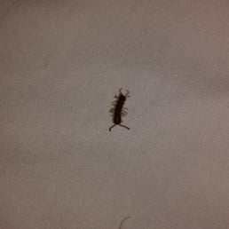 After a rude awaking of a bug in my ear I found this one in my bed. There was another on the bathroom floor. After a rude awaking of a bug in my ear I found this one in my bed. There was another on the bathroom floor.