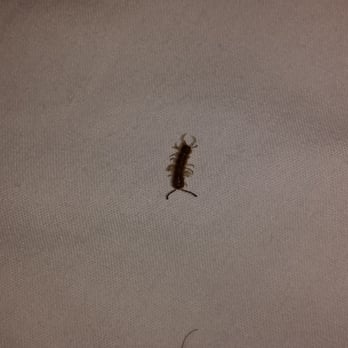 Residence Inn by Marriott - After a rude awaking of a bug in my ear I found this one in my bed. There was another on the bathroom floor. - Hotels Near Me - Southern Pines, North Carolina Residence Inn by Marriott - After a rude awaking of a bug in my ear I found this one in my bed. There was another on the bathroom floor. - Hotels Near Me - Southern Pines, North Carolina