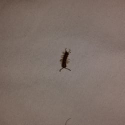 Residence Inn by Marriott - After a rude awaking of a bug in my ear I found this one in my bed. There was another on the bathroom floor.