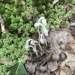 The Owens Falls Sanctuary - Indian Pipe