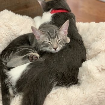 San Diego Cat bnb - Pet Boarding Near Me - San Diego, California San Diego Cat bnb - Pet Boarding Near Me - San Diego, California