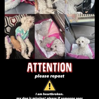 Associated Humane Societies - LOST DOG ON JULY 25,2022 - Community Service/Non-Profit Near Me - Newark, New Jersey