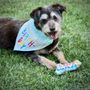 Photo of Wagmore Mobile Pet Spa