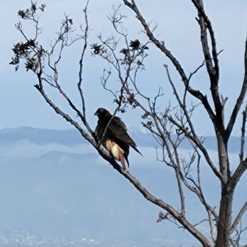 Mt. Rubidoux Park - Giant Hawk hanging out (01/11/2023). - Hiking Near Me - Riverside, California Mt. Rubidoux Park - Giant Hawk hanging out (01/11/2023). - Hiking Near Me - Riverside, California