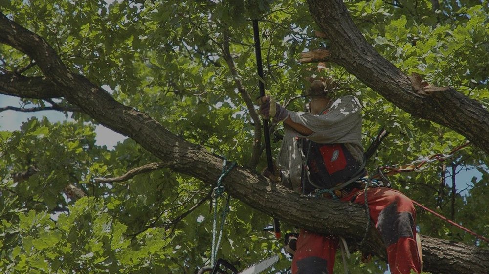 Houston Arbor Care Tree Service - tree service in Katy, TX