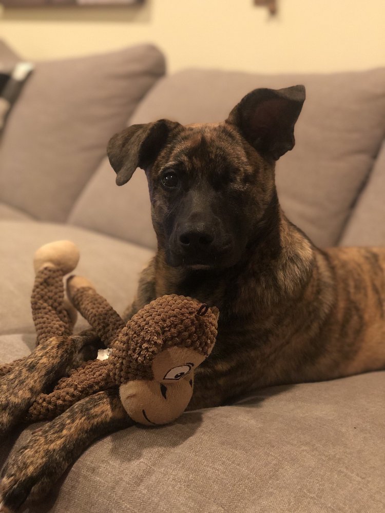 VETERINARY EYE CLINIC 46 Photos & 41 Reviews Veterinarians 3000