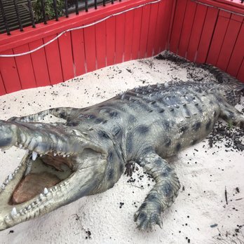 Fudpucker's - Alligator exhibit. - Seafood Near Me - Destin, Florida Fudpucker's - Alligator exhibit. - Seafood Near Me - Destin, Florida