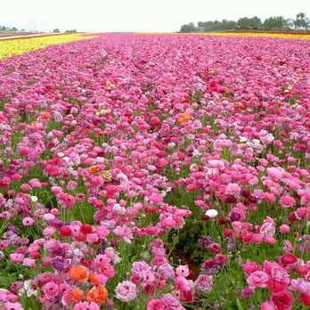 The Flower Fields - My eyes are about to explode. - Venues & Event Spaces Near Me - Carlsbad, California The Flower Fields - My eyes are about to explode. - Venues & Event Spaces Near Me - Carlsbad, California